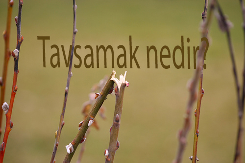 TAVSAMAK NEDİR? 2