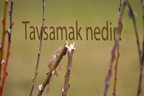 TAVSAMAK NEDİR? 1