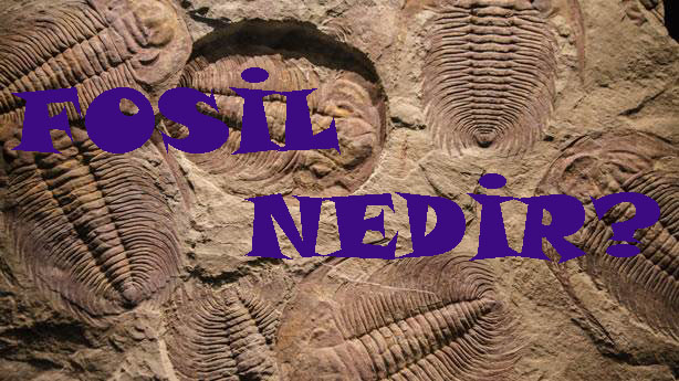 FOSİL NEDİR? 1