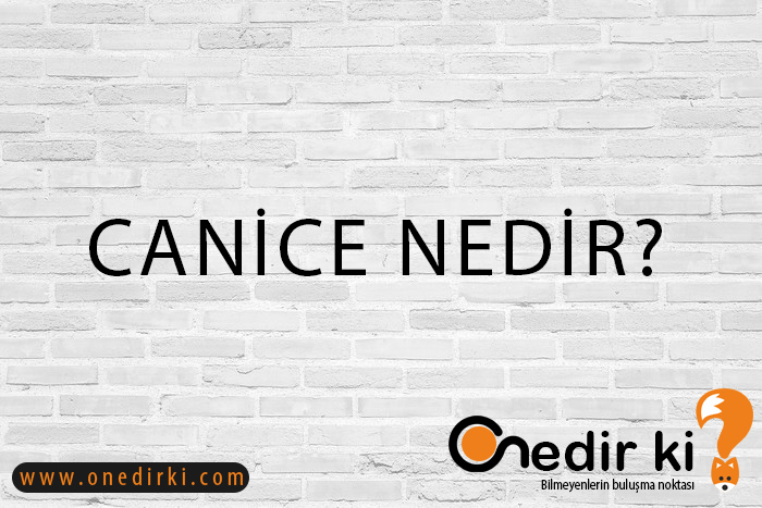 CANİCE NEDİR? 9