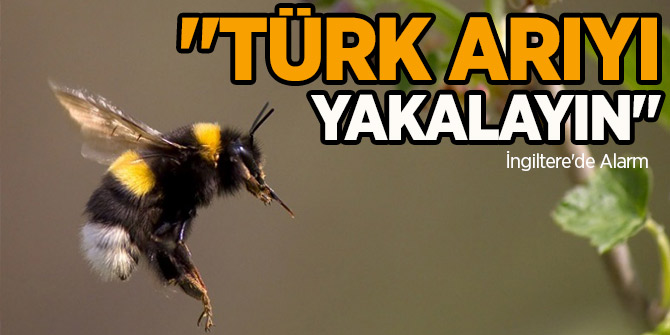 İngiltere'de, Türkiye'den Gelen Arı Paniği! 25