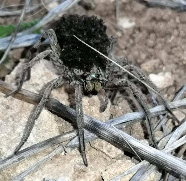 Dünyanın En Tehlikeli 9 Örümcek Türünden Biri Bilecik'te Ortaya Çıktı 1