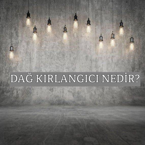 Dağ Kırlangıcı Nedir? 1