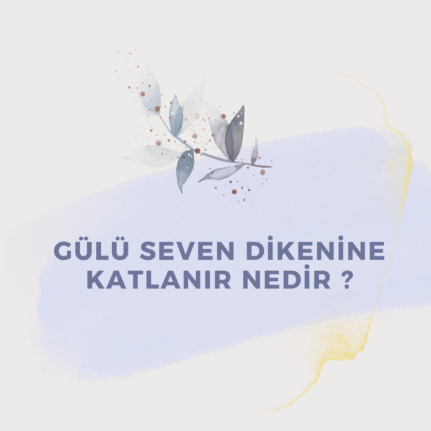 Gülü Seven Dikenine Katlanır Nedir ? 4