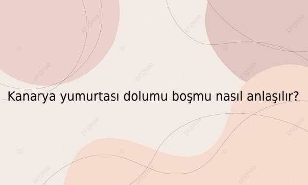 Kanarya yumurtası dolumu boşmu nasıl anlaşılır? 1