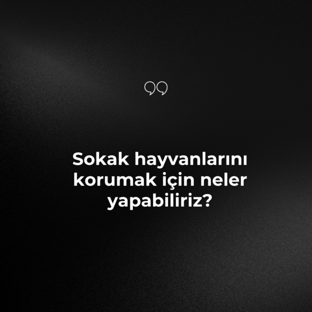 Sokak hayvanlarını korumak için neler yapabiliriz? 1