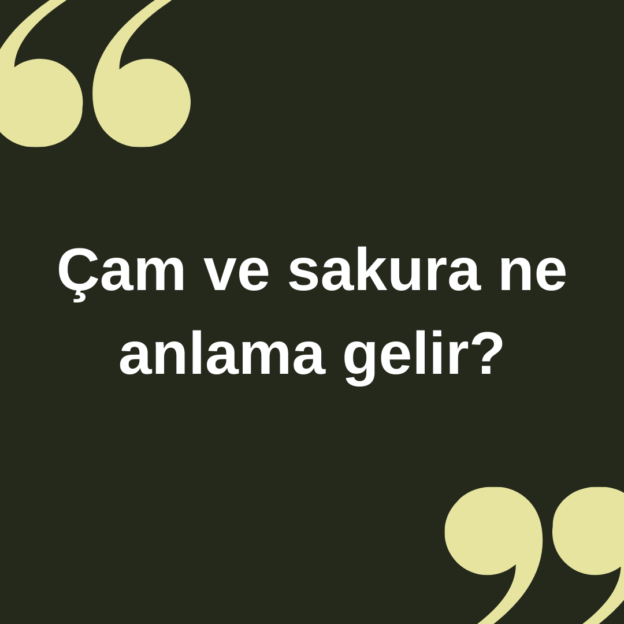 Çam ve sakura ne anlama gelir ? 1