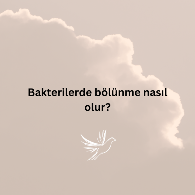 Bakterilerde bölünme nasıl olur? 1