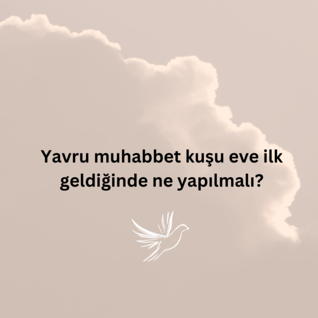 Yavru muhabbet kuşu eve ilk geldiğinde ne yapılmalı? 1