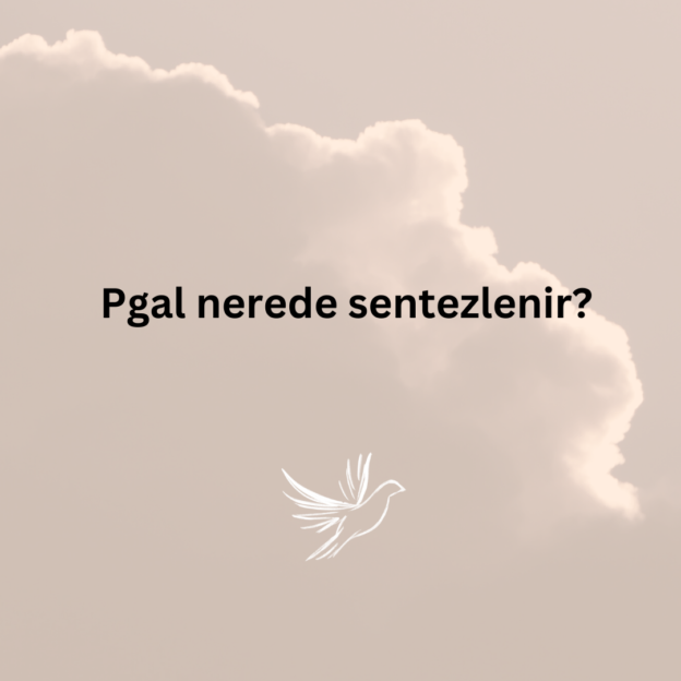 Pgal nerede sentezlenir? 1