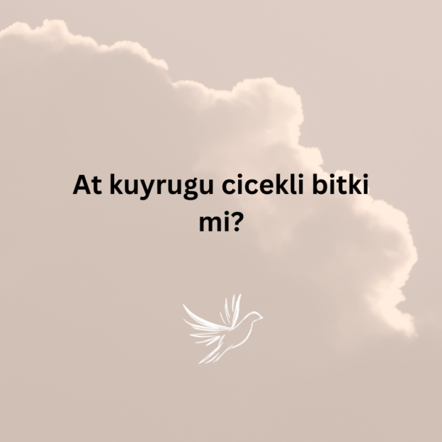 At kuyrugu cicekli bitki mi? 1