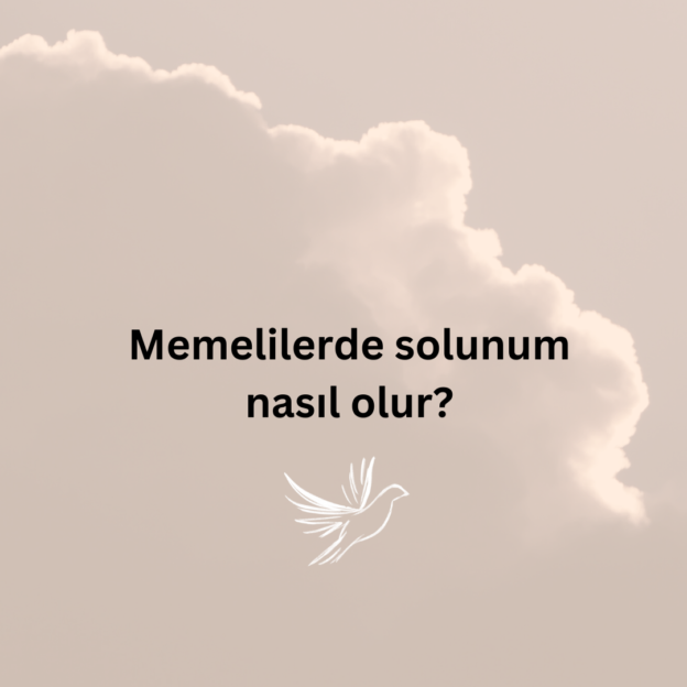 Memelilerde solunum nasıl olur? 1