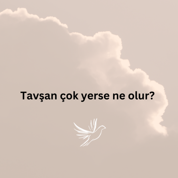 Tavşan çok yerse ne olur? 1