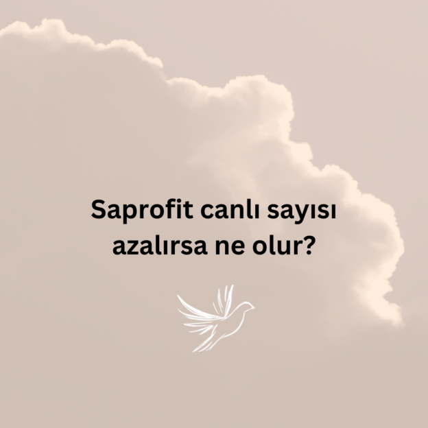 Saprofit canlı sayısı azalırsa ne olur? 7