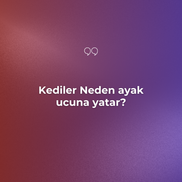 Kediler Neden ayak ucuna yatar? 1