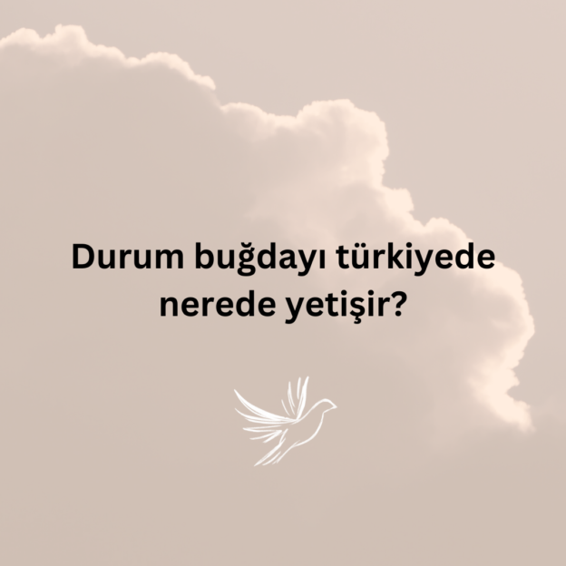 Durum buğdayı türkiyede nerede yetişir? 1