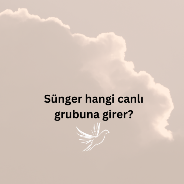 Sünger hangi canlı grubuna girer? 1