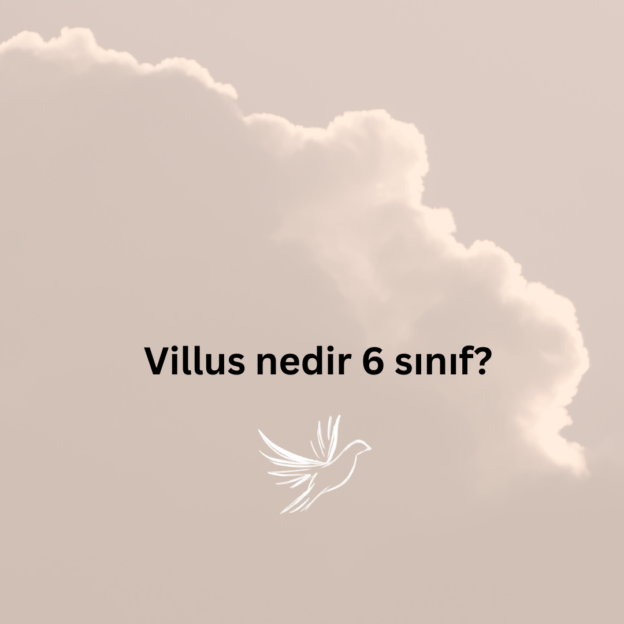 Villus nedir 6 sınıf? 1