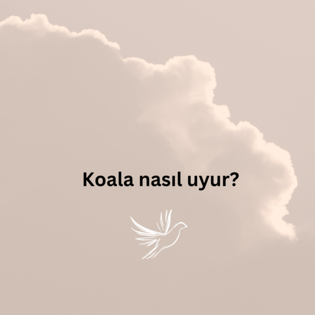 Koala nasıl uyur? 1