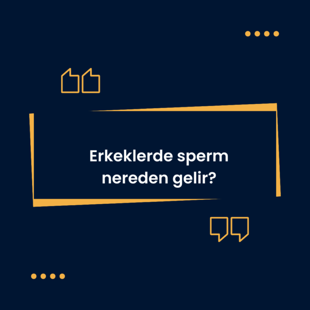 Erkeklerde sperm nereden gelir? 1