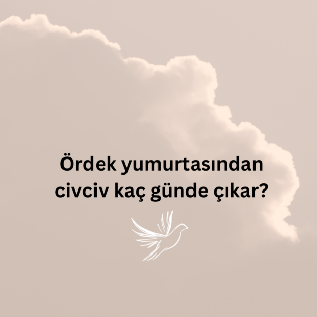 Ördek yumurtasından civciv kaç günde çıkar? 1