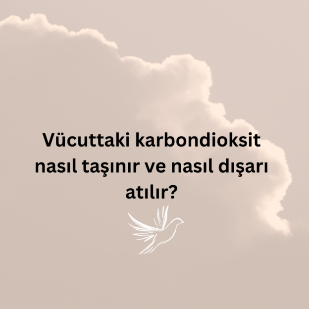 Vücuttaki karbondioksit nasıl taşınır ve nasıl dışarı atılır? 1