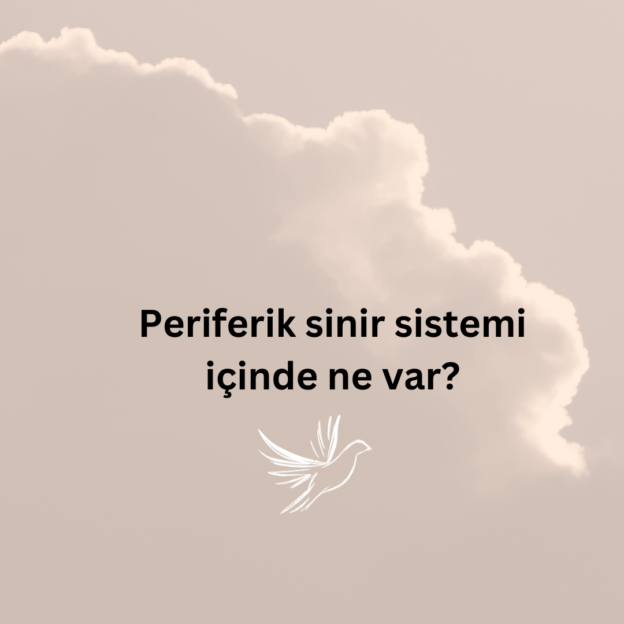 Periferik sinir sistemi içinde ne var? 1