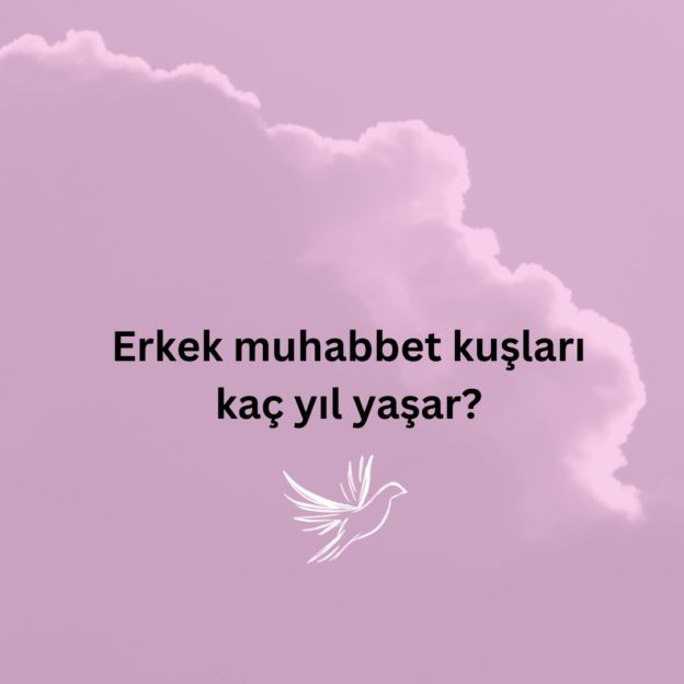 Erkek muhabbet kuşları kaç yıl yaşar? 1