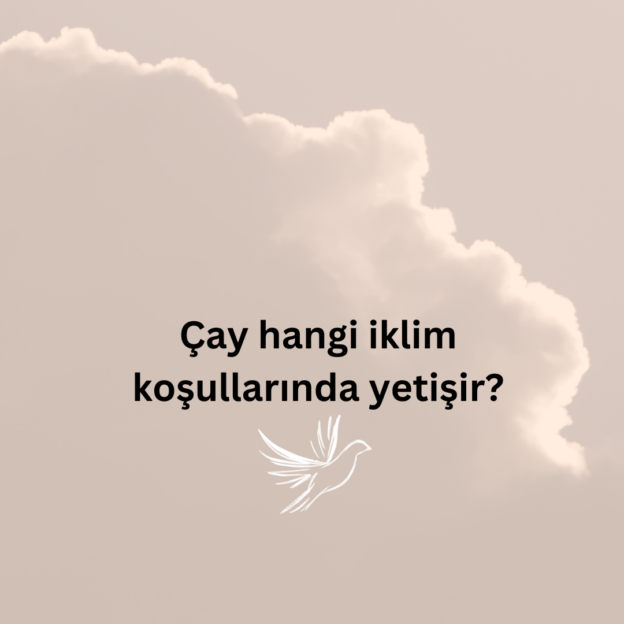 Çay hangi iklim koşullarında yetişir? 1