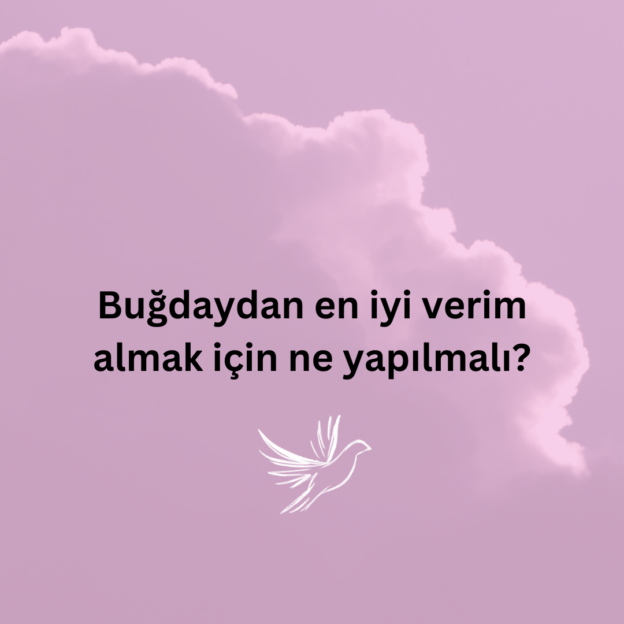 Buğdaydan en iyi verim almak için ne yapılmalı? 2