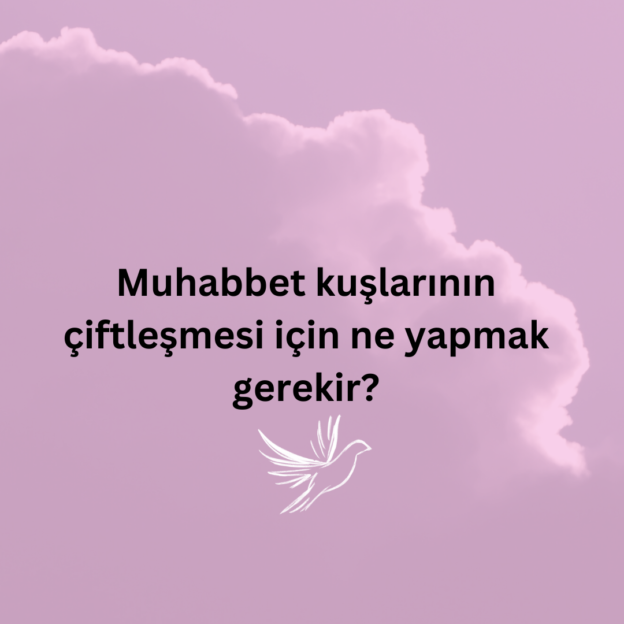 Muhabbet kuşlarının çiftleşmesi için ne yapmak gerekir? 1