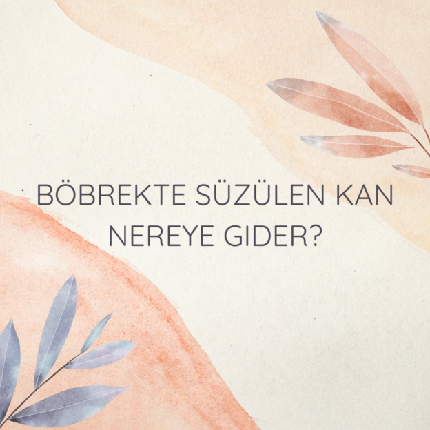 Böbrekte süzülen kan nereye gider? 4