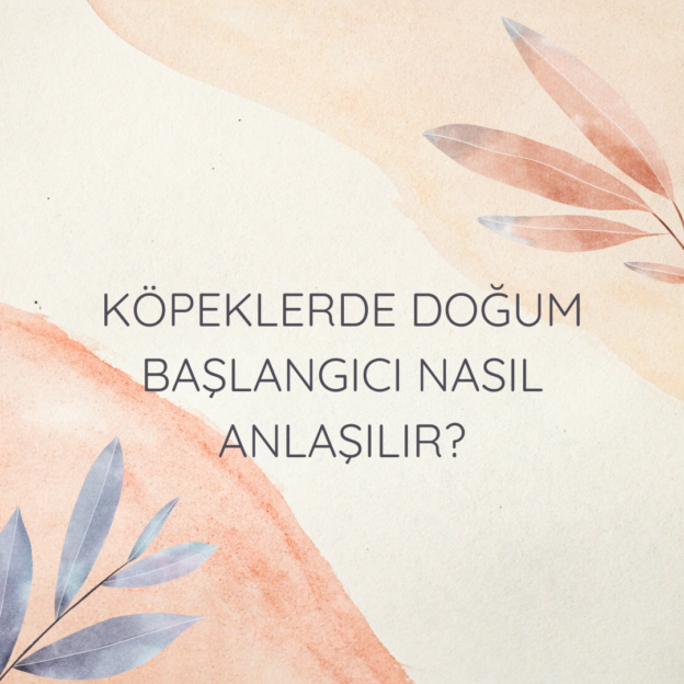 Köpeklerde doğum başlangıcı nasıl anlaşılır? 1