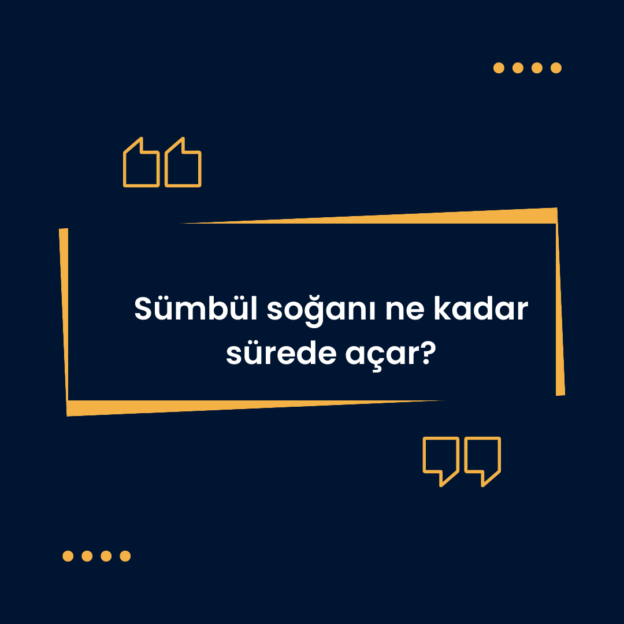 Sümbül soğanı ne kadar sürede açar? 10