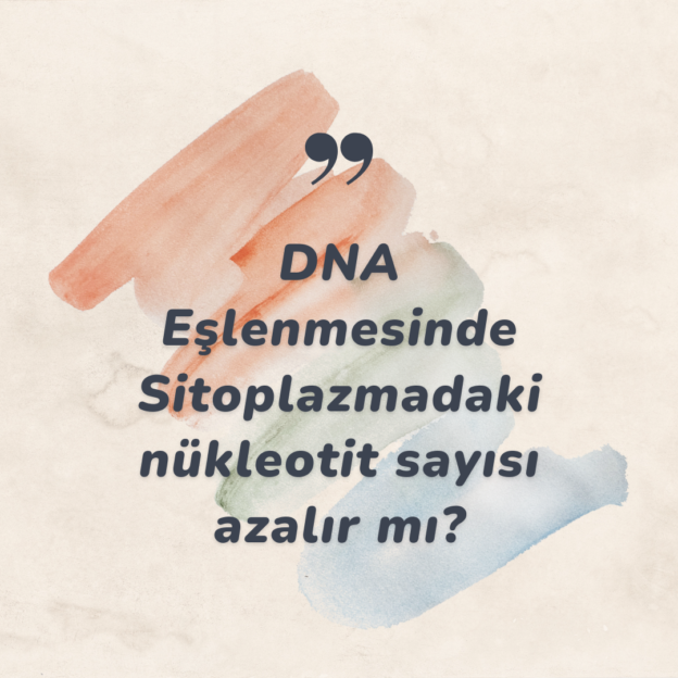 DNA Eşlenmesinde Sitoplazmadaki nükleotit sayısı azalır mı? 1