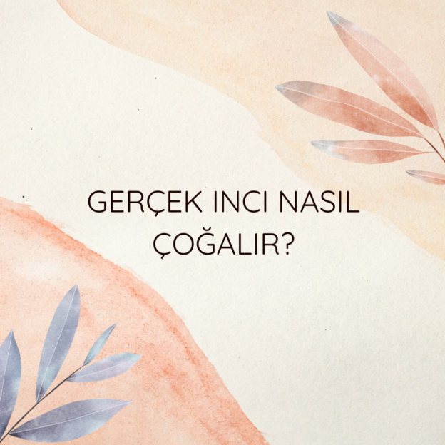 Gerçek inci nasıl çoğalır? 1