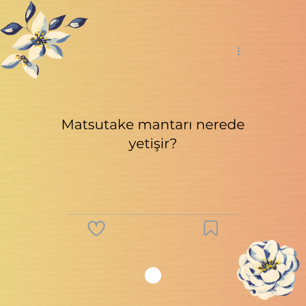 Matsutake mantarı nerede yetişir? 1
