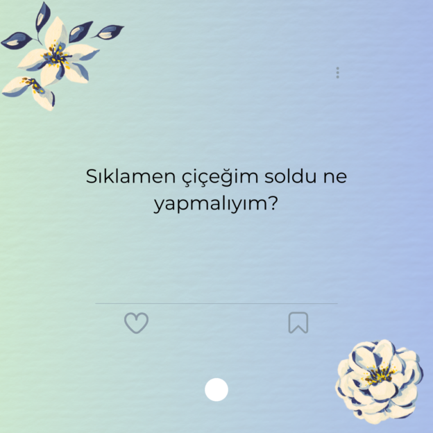 Sıklamen çiçeğim soldu ne yapmalıyım?