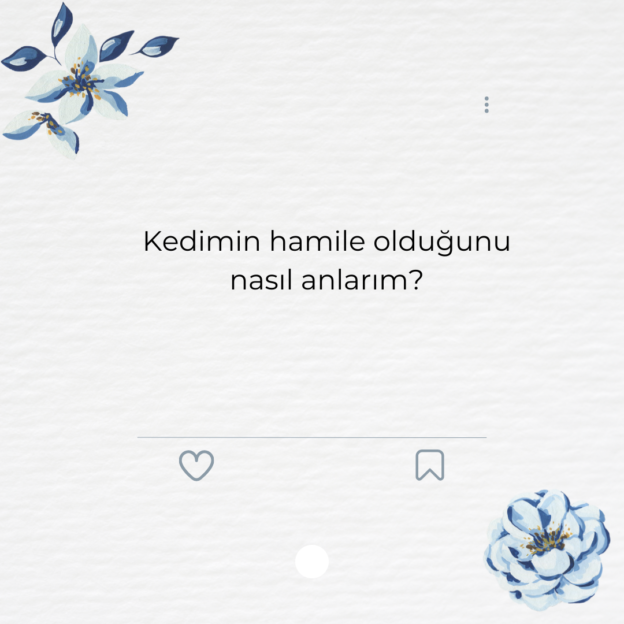 Kedimin hamile olduğunu nasıl anlarım? 1