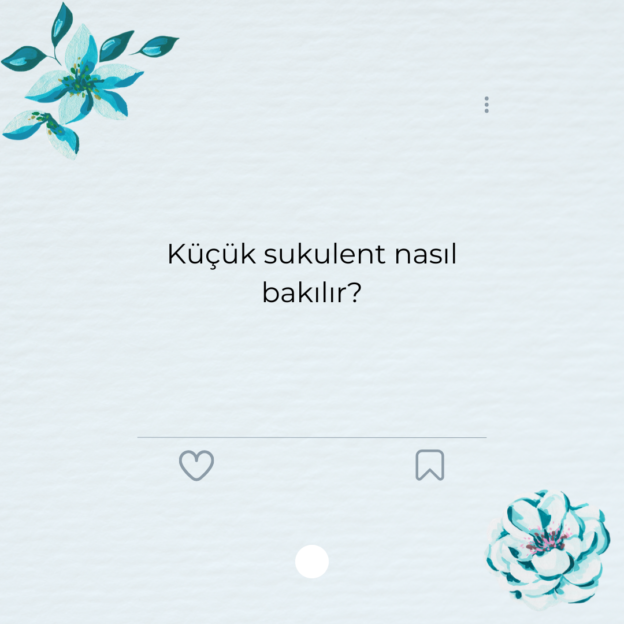 Küçük sukulent nasıl bakılır? 1