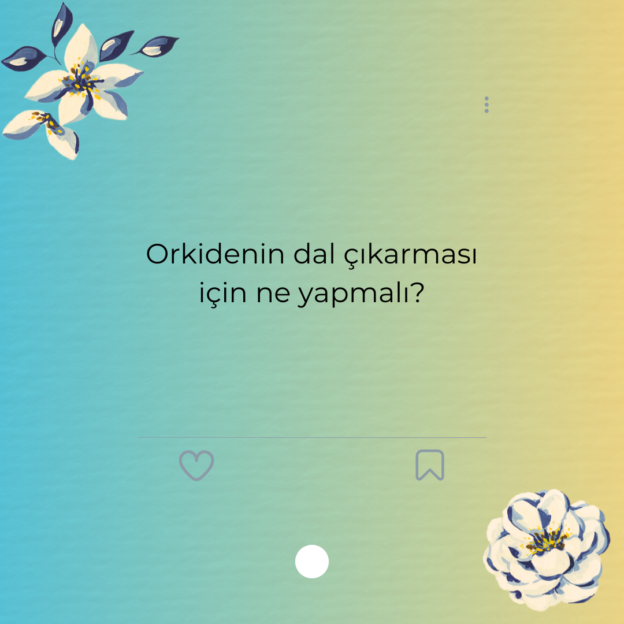 Orkidenin dal çıkarması için ne yapmalı? 1