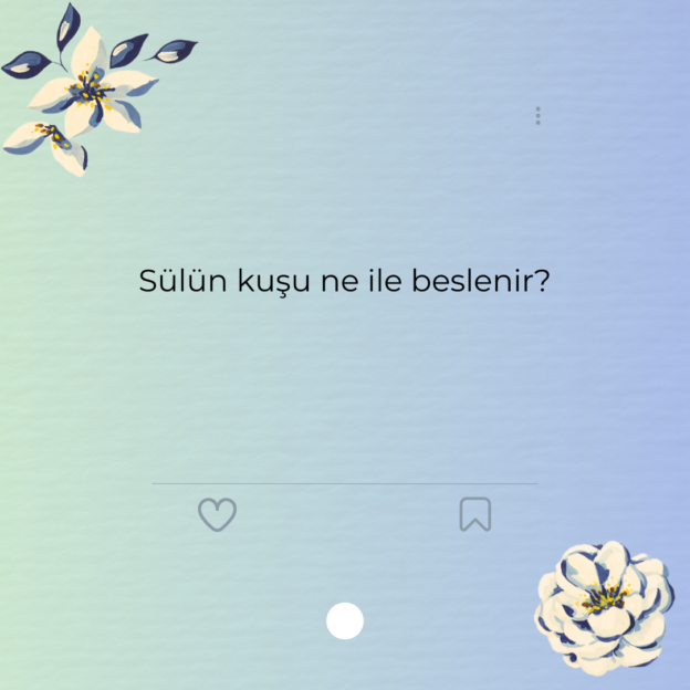 Sülün kuşu ne ile beslenir?