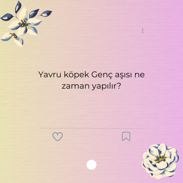Yavru köpek Genç aşısı ne zaman yapılır? 1