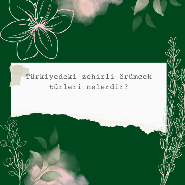 Türkiyedeki zehirli örümcek türleri nelerdir? 6
