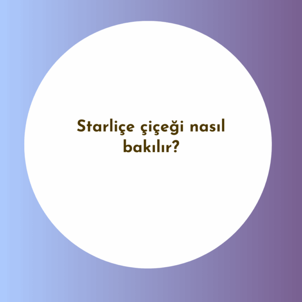 Starliçe çiçeği nasıl bakılır? 7